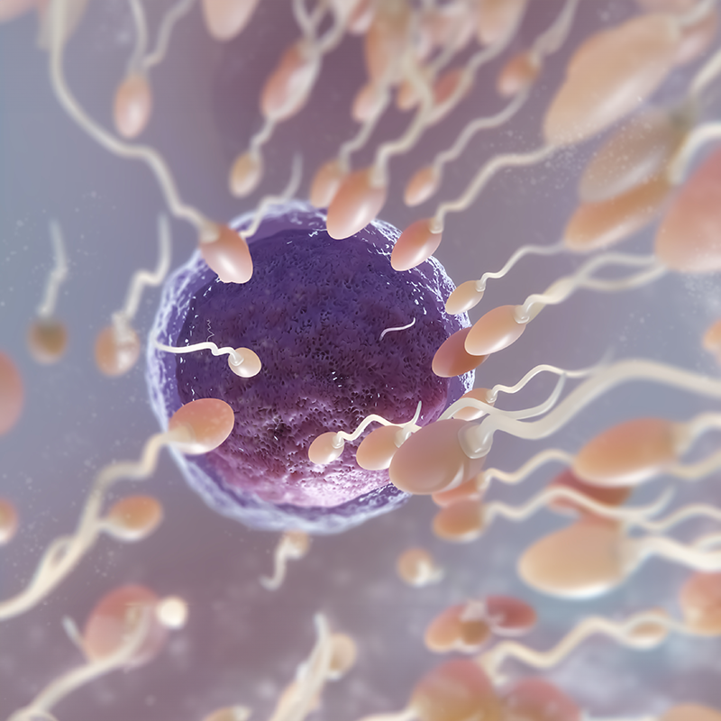 beautiful-fertility-concept-3d-rendering(1)